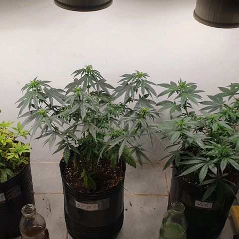 Sour Fields #2 growlog timeline photo