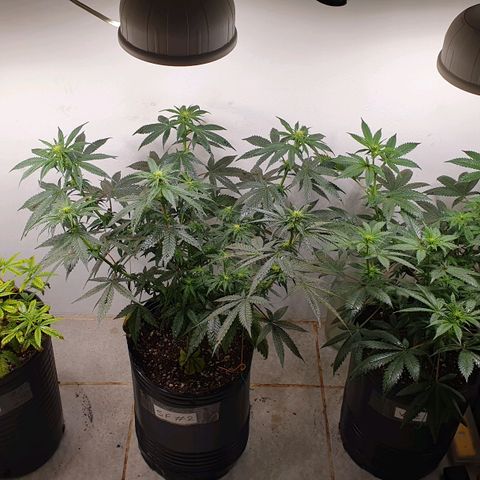 Sour Fields #2 growlog timeline photo
