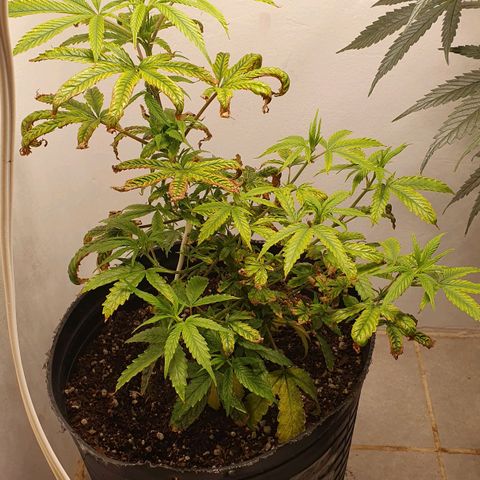 Sour Fields #1 growlog timeline photo