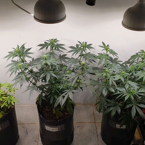 Sour Fields #2 growlog timeline photo