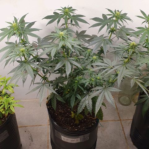 Sour Fields #2 growlog timeline photo