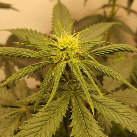 Sour Fields #2 growlog timeline photo