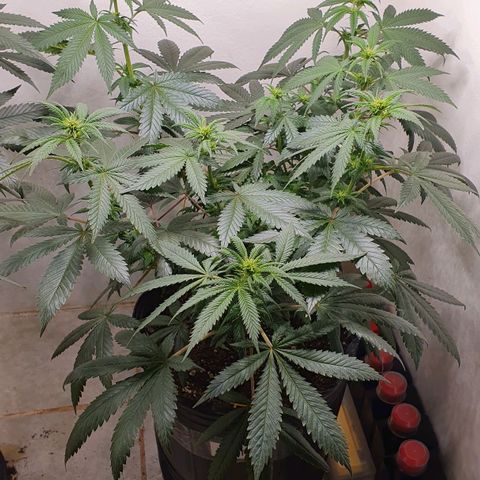 White Roquefort growlog timeline photo