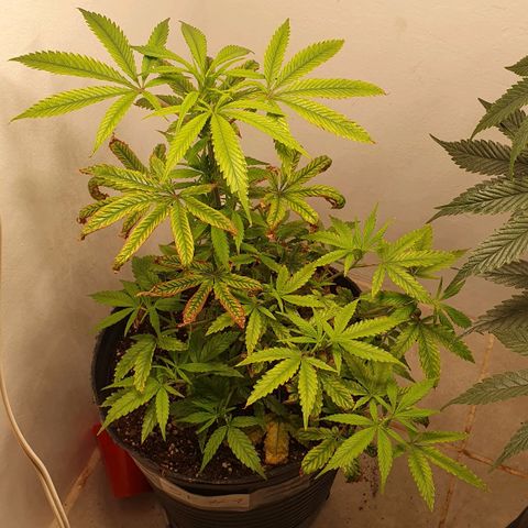 Sour Fields #1 growlog timeline photo