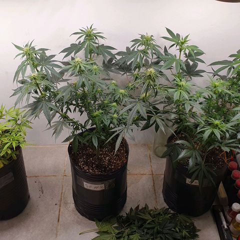 White Roquefort growlog timeline photo