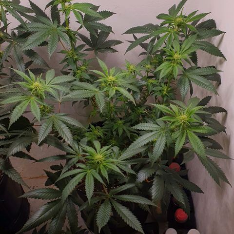 White Roquefort growlog timeline photo