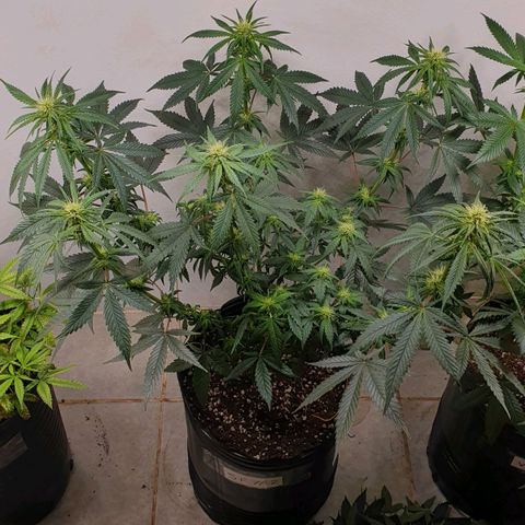 Sour Fields #2 growlog timeline photo