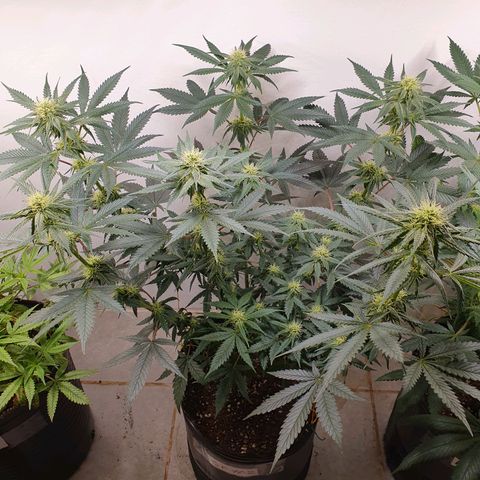 Sour Fields #2 growlog timeline photo