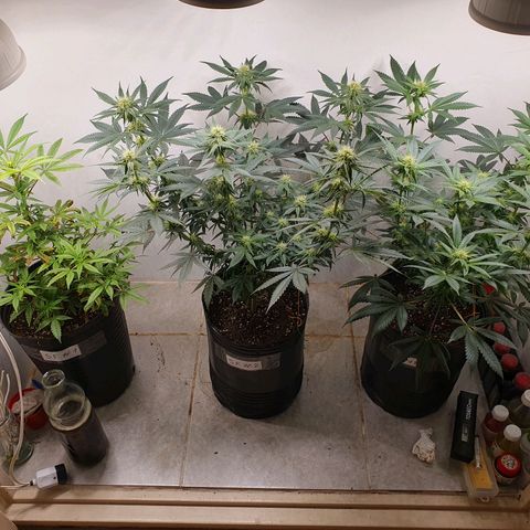 Sour Fields #2 growlog timeline photo