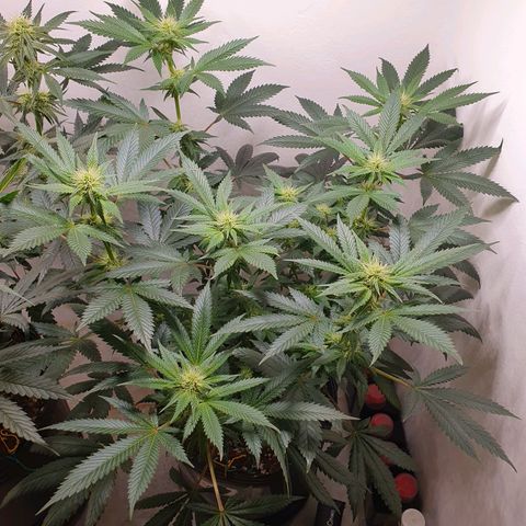 White Roquefort growlog timeline photo