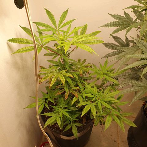 Sour Fields #1 growlog timeline photo
