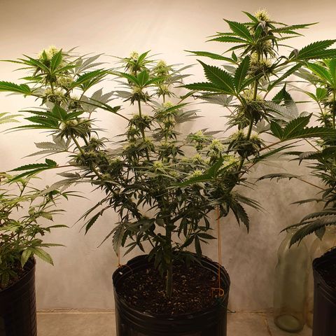 Sour Fields #2 growlog timeline photo