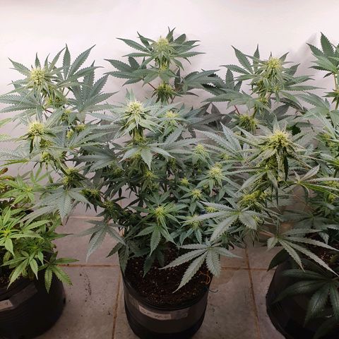 Sour Fields #2 growlog timeline photo