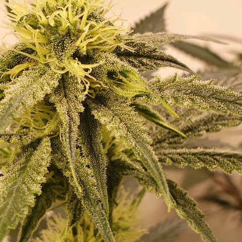 Sour Fields #2 growlog timeline photo