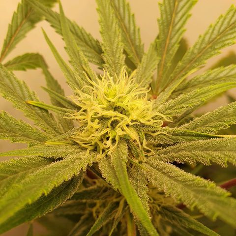 Sour Fields #1 growlog timeline photo