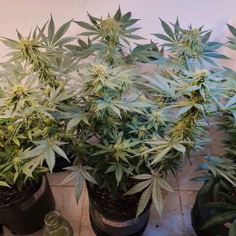 Sour Fields #2 growlog timeline photo