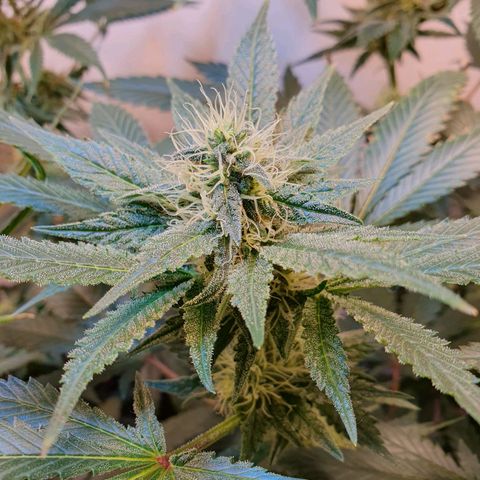 White Roquefort growlog timeline photo