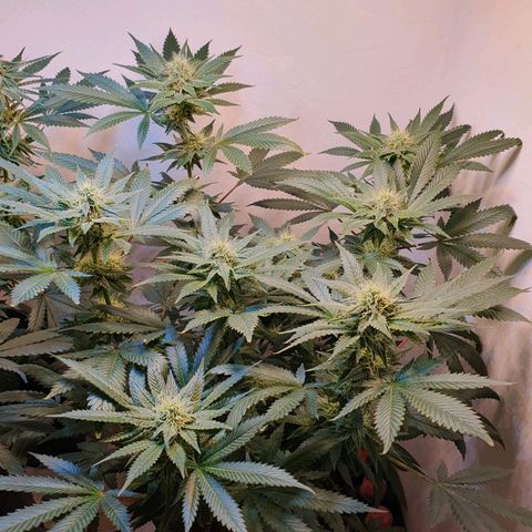 White Roquefort growlog timeline photo