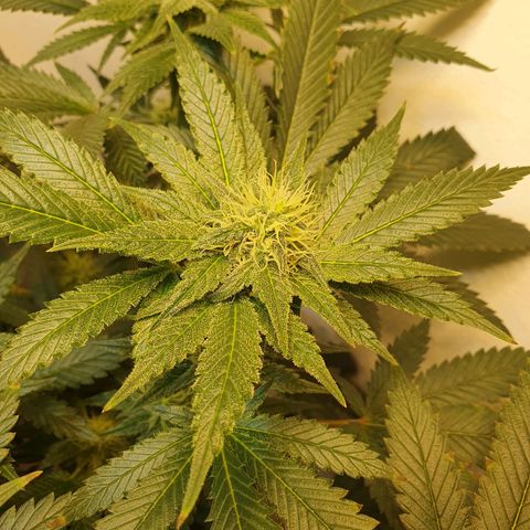 White Roquefort growlog timeline photo