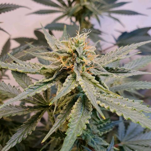 Sour Fields #2 growlog timeline photo