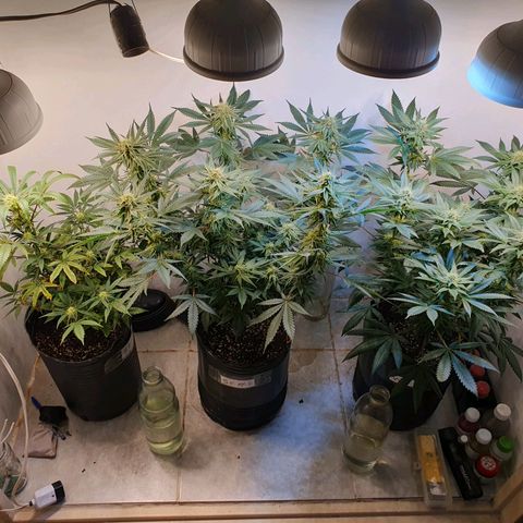 Sour Fields #2 growlog timeline photo