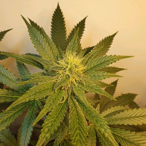 White Roquefort growlog timeline photo