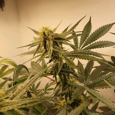 Sour Fields #2 growlog timeline photo