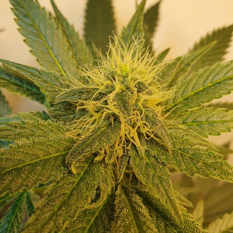 White Roquefort growlog timeline photo