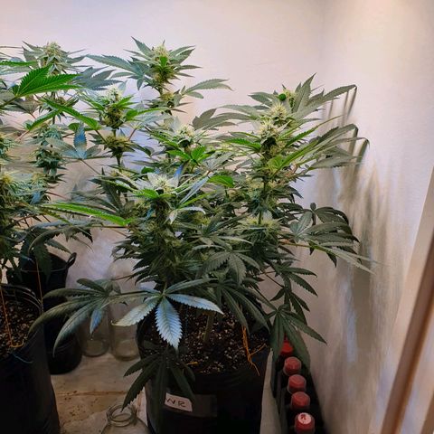 White Roquefort growlog timeline photo