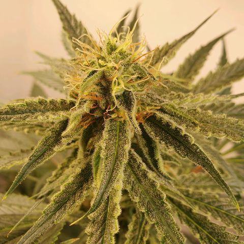 Sour Fields #2 growlog timeline photo