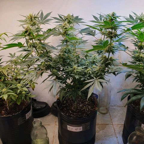 Sour Fields #2 growlog timeline photo