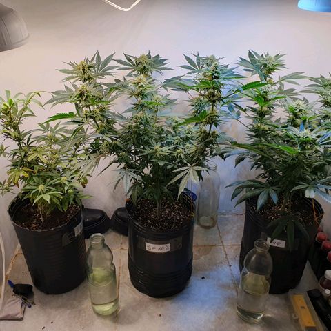Sour Fields #2 growlog timeline photo