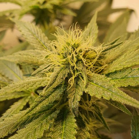 White Roquefort growlog timeline photo