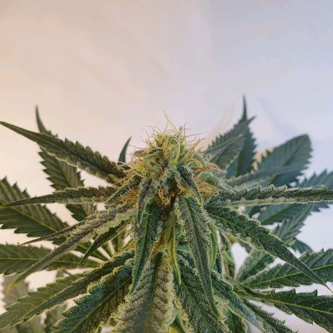 Sour Fields #2 growlog timeline photo