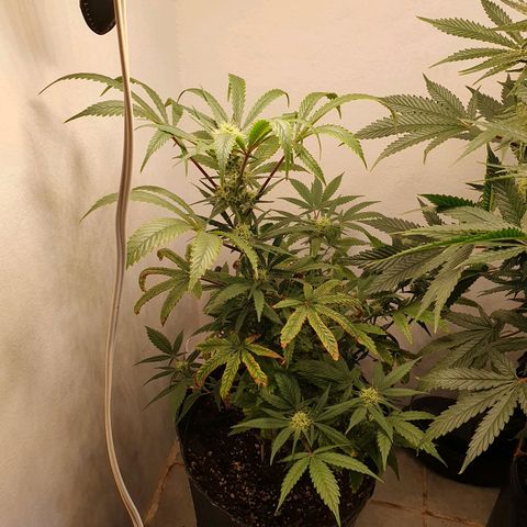 Sour Fields #1 growlog timeline photo