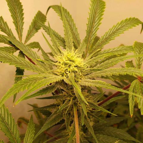 Sour Fields #1 growlog timeline photo