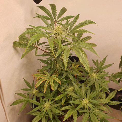 Sour Fields #1 growlog timeline photo