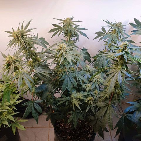 Sour Fields #2 growlog timeline photo