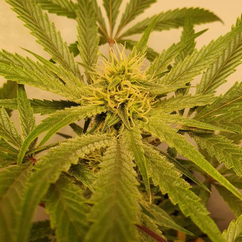 Sour Fields #1 growlog timeline photo