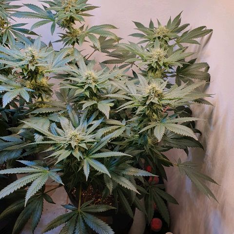 White Roquefort growlog timeline photo