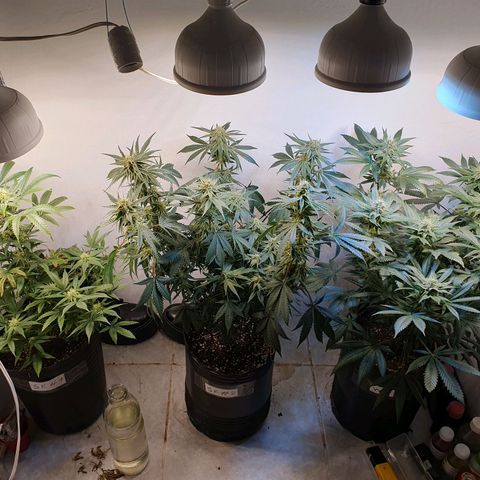 White Roquefort growlog timeline photo