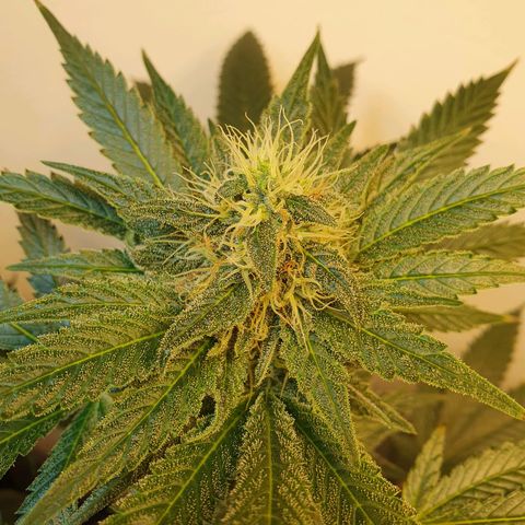 White Roquefort growlog timeline photo