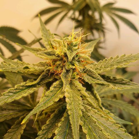 Sour Fields #2 growlog timeline photo