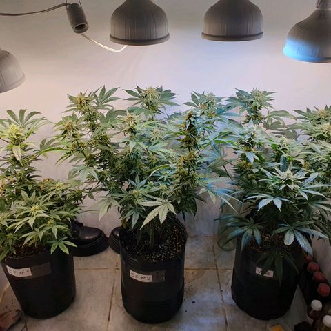 Sour Fields #2 growlog timeline photo