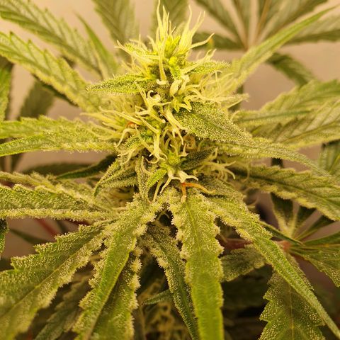 Sour Fields #1 growlog timeline photo