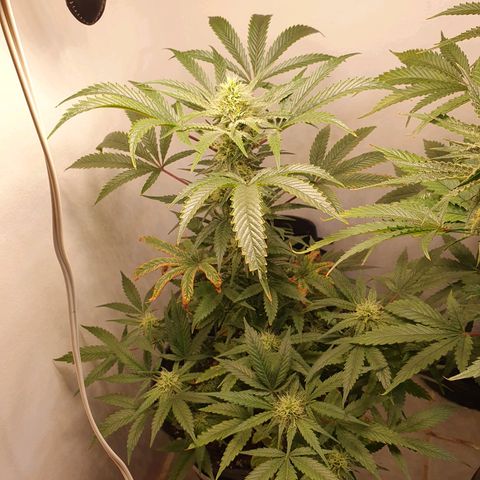 Sour Fields #1 growlog timeline photo