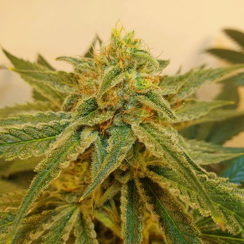 Sour Fields #2 growlog timeline photo