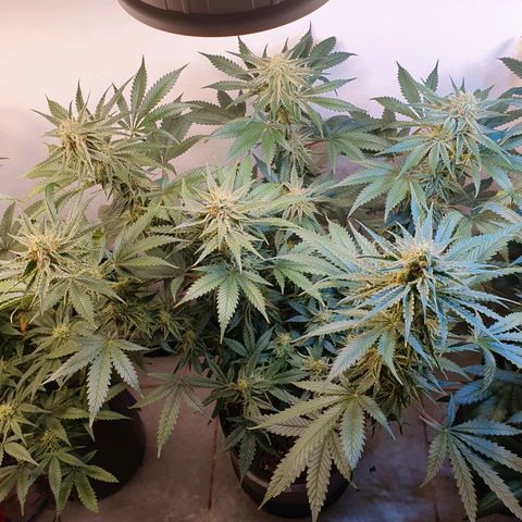 Sour Fields #2 growlog timeline photo