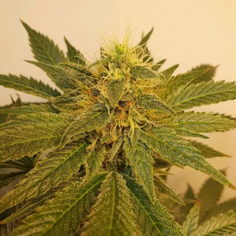 White Roquefort growlog timeline photo