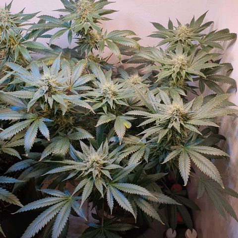 White Roquefort growlog timeline photo